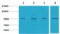 ERK 3 Polyclonal Antibody